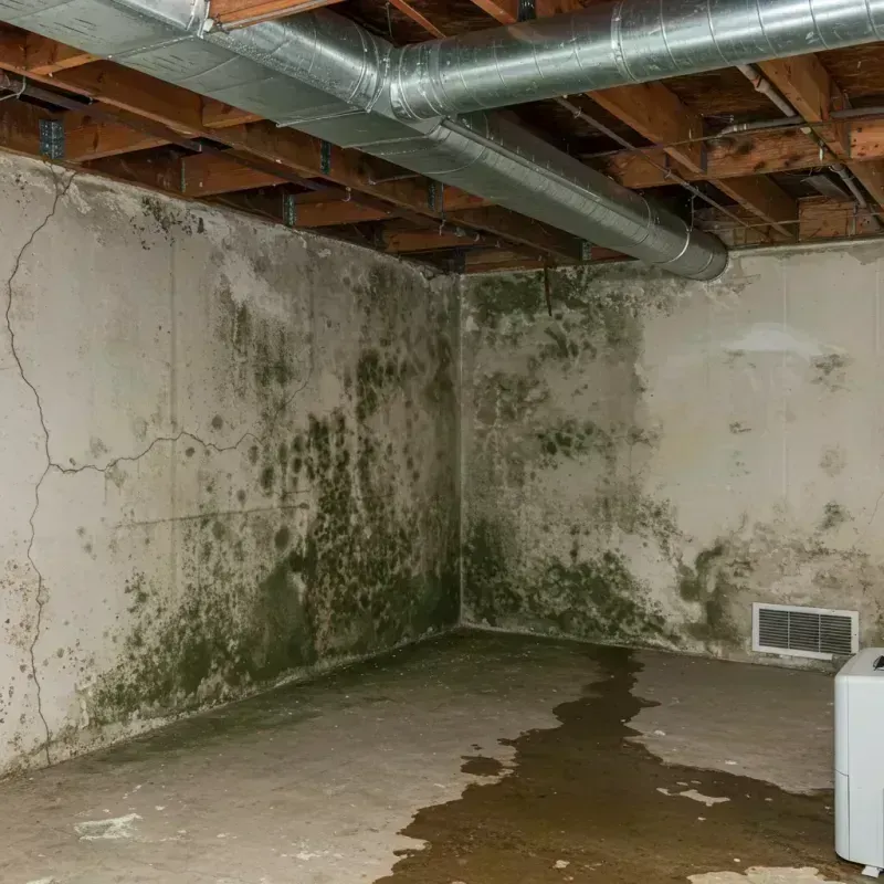 Professional Mold Removal in Oswego County, NY